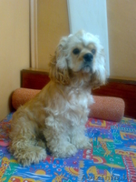 продам в хорошие руки кокер-спаниеля - Изображение #1, Объявление #166886