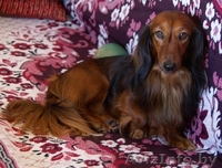 продам щенка таксы карликовой длинношеостной - Изображение #1, Объявление #188910