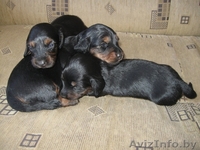 Продается очаровательный щенок карликовой длинношерстной таксы. - Изображение #1, Объявление #205761