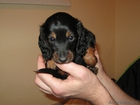 Продается очаровательный щенок карликовой длинношерстной таксы. - Изображение #2, Объявление #205761