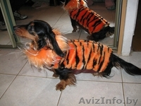 продам щенка таксы карликовой длинношеостной - Изображение #2, Объявление #188910