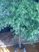 Фикус Бенджамена - Изображение #1, Объявление #219744