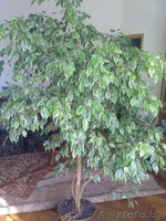 Фикус Бенджамена - Изображение #2, Объявление #219744