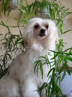 Перспективный кобель щенок китайской хохлатой собаки - Изображение #8, Объявление #325572