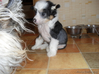 Перспективный кобель щенок китайской хохлатой собаки - Изображение #2, Объявление #325572