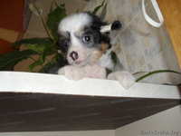 Перспективный кобель щенок китайской хохлатой собаки - Изображение #6, Объявление #325572