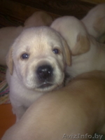 щенки лабрадора-ретривера Гродно - Изображение #3, Объявление #307405