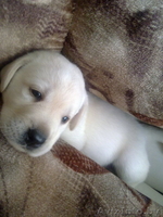 щенки лабрадора-ретривера Гродно - Изображение #6, Объявление #307405