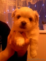 Продаю щенков королевского пекинеса. - Изображение #2, Объявление #509650