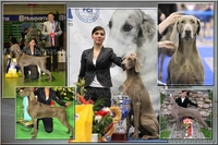 Веймарская легавая щенки..!! - Изображение #1, Объявление #598673