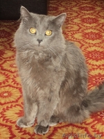  Красивый кот ищет кошечку для вязки - Изображение #2, Объявление #658632