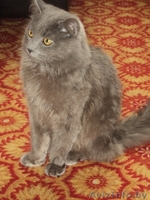  Красивый кот ищет кошечку для вязки - Изображение #1, Объявление #658632