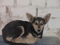 животные в дар!!! - Изображение #5, Объявление #654923