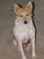 животные в дар!!! - Изображение #4, Объявление #654923