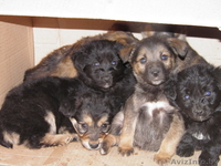 животные в дар!!! - Изображение #2, Объявление #654923