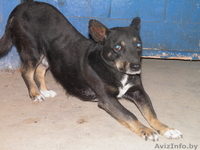 животные в дар!!! - Изображение #9, Объявление #654923