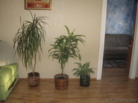 срочно продам 2-комн. квартиру - Изображение #3, Объявление #752527