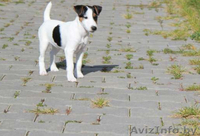 Малышка Джек Рассел терьер - Изображение #2, Объявление #801055
