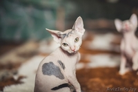 котята  канадского сфинкса - Изображение #2, Объявление #862157