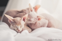 котята  канадского сфинкса - Изображение #3, Объявление #862157