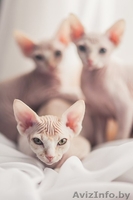 котята  канадского сфинкса - Изображение #4, Объявление #862157