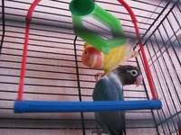 Продам разные виды попугаев - Изображение #3, Объявление #877991