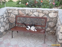 Частный пансионат "Илона" предлагает отдых в Крыму  - Изображение #2, Объявление #937160