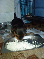 щенки йоркширские терьеры,ждут своих хозяев - Изображение #3, Объявление #946519