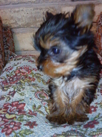 щенки йоркширские терьеры,ждут своих хозяев - Изображение #4, Объявление #946519