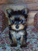 щенки йоркширские терьеры,ждут своих хозяев - Изображение #1, Объявление #946519