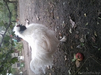 шелковые петушки - Изображение #3, Объявление #968798