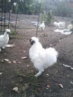 шелковые петушки - Изображение #2, Объявление #968798