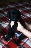 Отдам щенков в дар. Нам 1 месяц! - Изображение #1, Объявление #977607