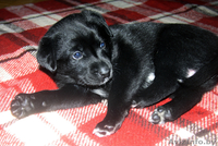 Отдам щенков в дар. Нам 1 месяц! - Изображение #2, Объявление #977607