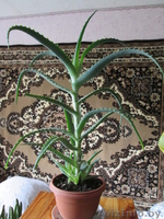 Продам комнатные цветы.См фото. - Изображение #1, Объявление #975044