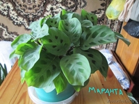 Продам комнатные цветы.См фото. - Изображение #3, Объявление #975044