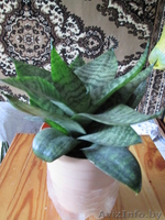 Продам комнатные цветы.См фото. - Изображение #4, Объявление #975044