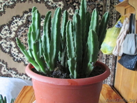 Продам комнатные цветы.См фото. - Изображение #8, Объявление #975044