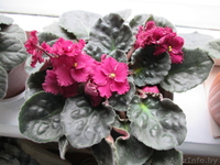 Продам комнатные цветы.См фото. - Изображение #9, Объявление #975044