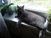 Продам черного британского котенка - Изображение #3, Объявление #1022266