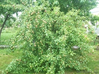 Продаю коттедж г.Щучин - Изображение #7, Объявление #1043416