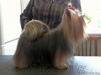 Мальчик йорк ищет девочку (вязка) - Изображение #2, Объявление #1063899