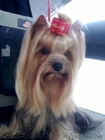 Мальчик йорк ищет девочку (вязка) - Изображение #1, Объявление #1063899