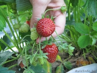 Клубника (мощная по корням рассада) сорт "Хоней" раннего срока созревания. - Изображение #1, Объявление #1077534