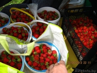 Клубника (мощная по корням рассада) сорт "Хоней" раннего срока созревания. - Изображение #2, Объявление #1077534