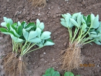 Клубника (мощная по корням рассада) сорт "Хоней" раннего срока созревания. - Изображение #3, Объявление #1077534