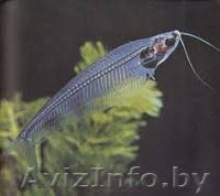 стеклянный аквариумный сомик - Изображение #4, Объявление #1104669