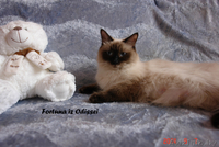 Невские маскарадные котята от титулованных родителей - Изображение #10, Объявление #1124211