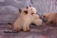 Невские маскарадные котята от титулованных родителей - Изображение #6, Объявление #1124211