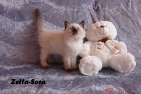 Невские маскарадные котята от титулованных родителей - Изображение #7, Объявление #1124211